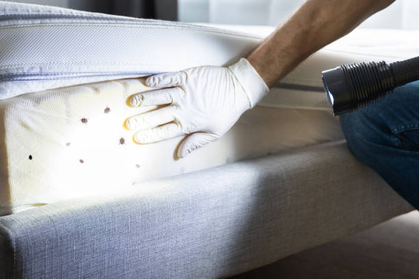 Best Affordable Pest Control Services  in Terra Alta, WV