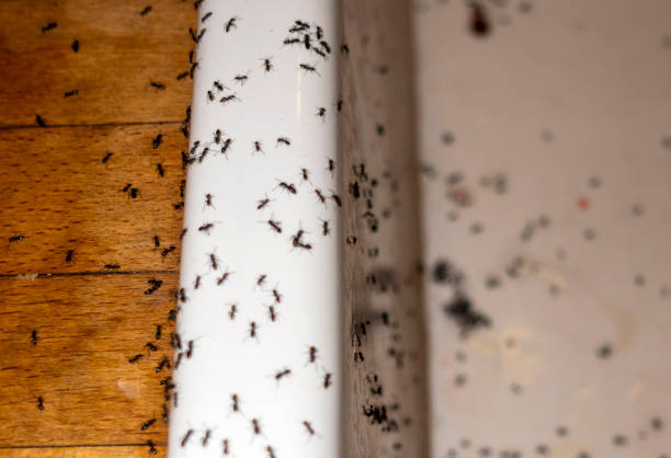 Best Best Pest Control Companies  in Terra Alta, WV